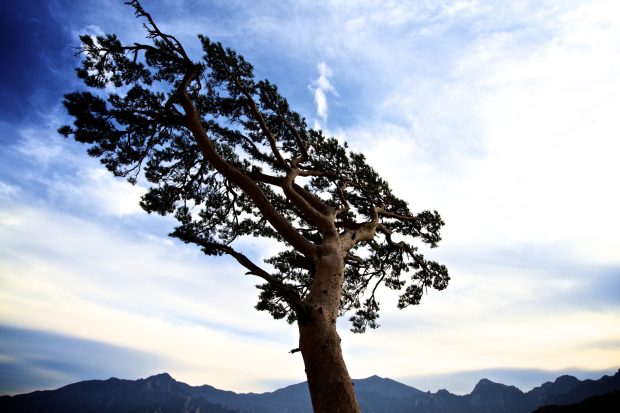 A tree bent by the wind
